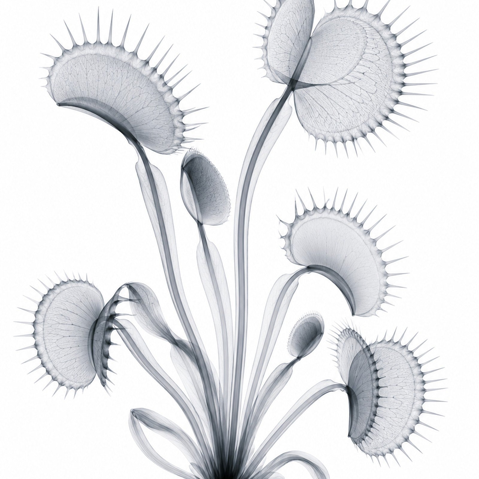 Venus Flytrap II X-Ray Botanical Art Print | Dionaea muscipula | Scientific Floral Wall Art