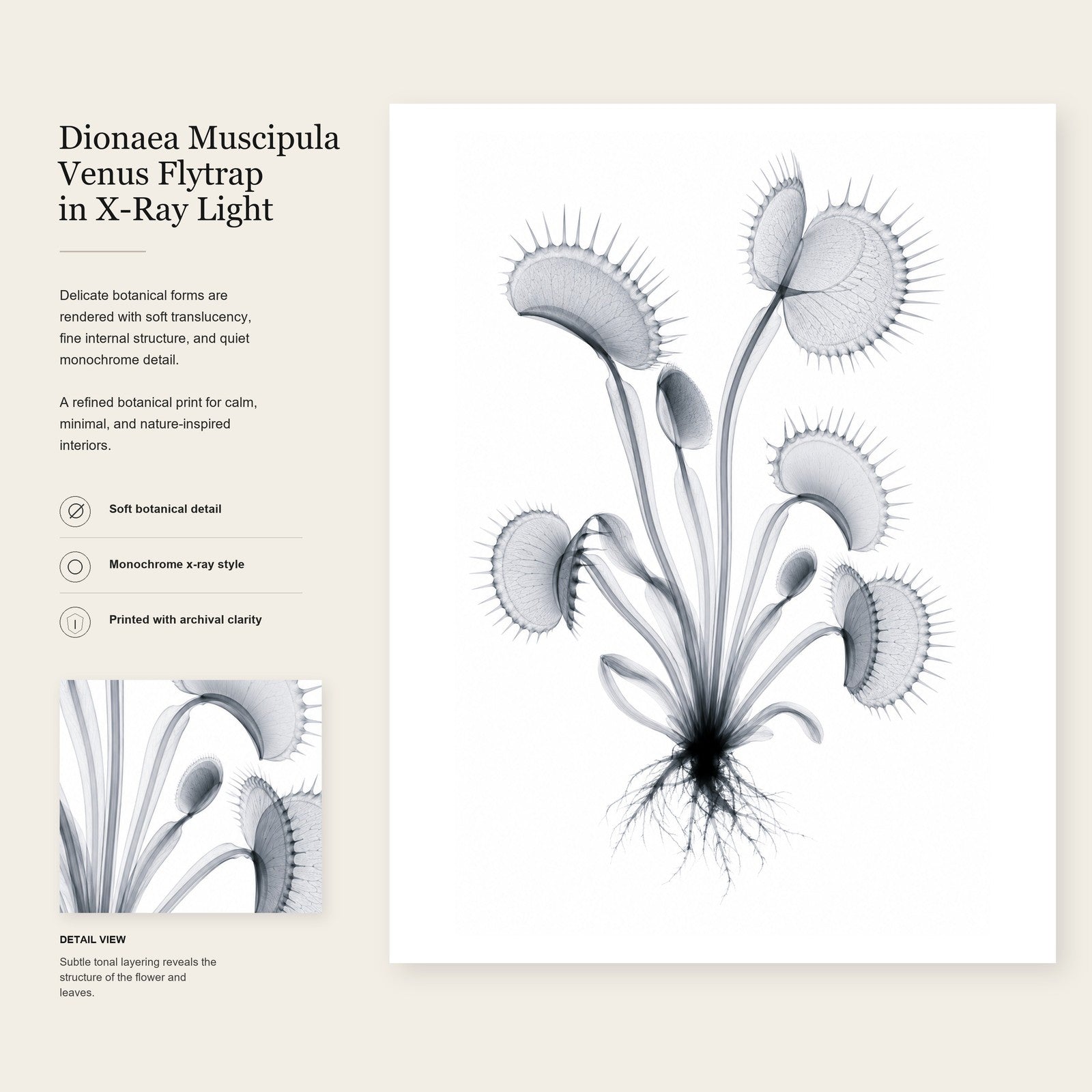 Venus Flytrap II X-Ray Botanical Art Print | Dionaea muscipula | Scientific Floral Wall Art