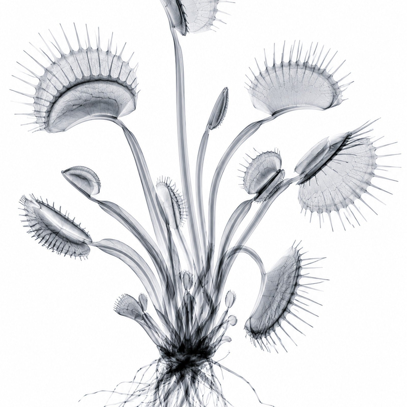 Venus Flytrap X-Ray Botanical Art Print | Dionaea muscipula | Scientific Floral Wall Art