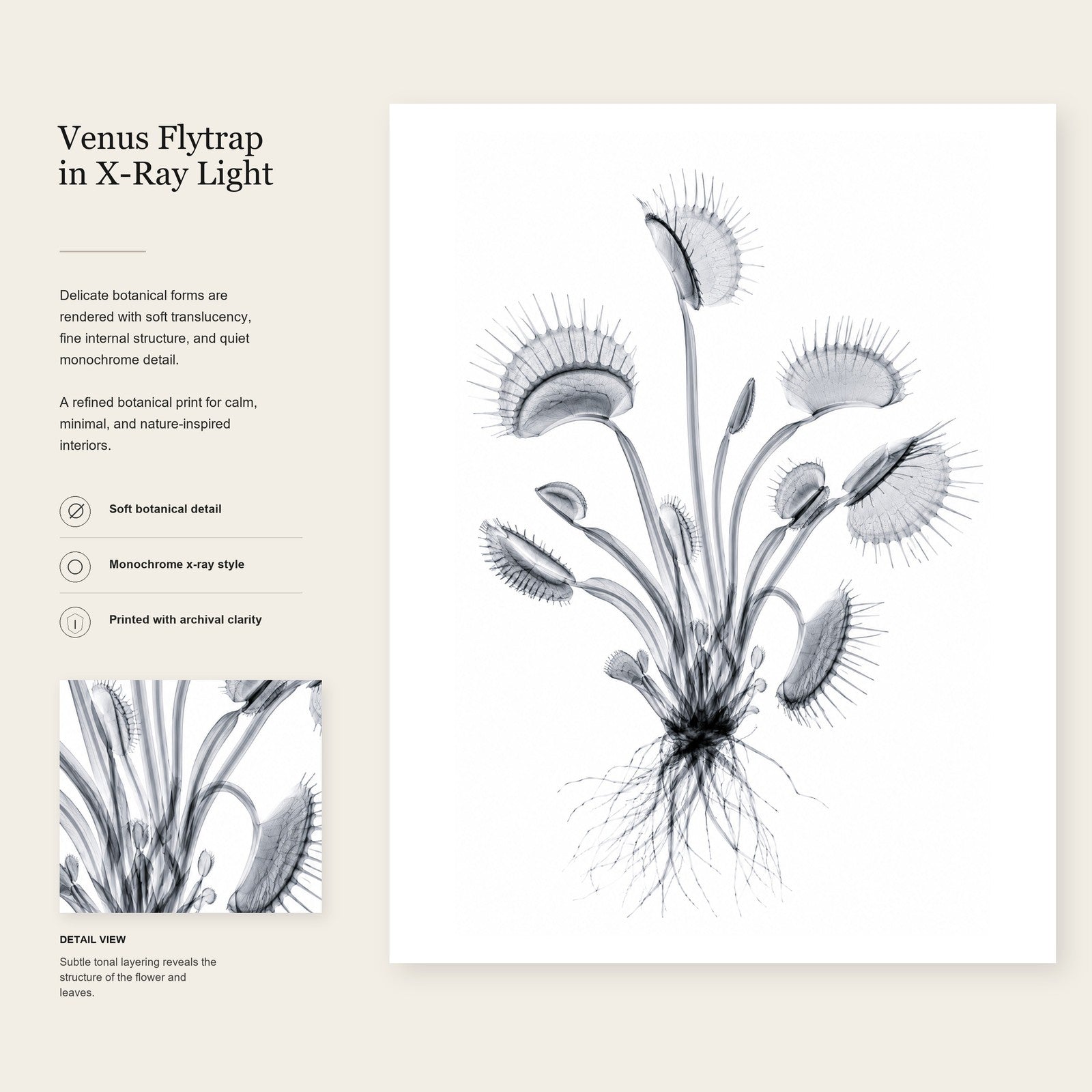 Venus Flytrap X-Ray Botanical Art Print | Dionaea muscipula | Scientific Floral Wall Art