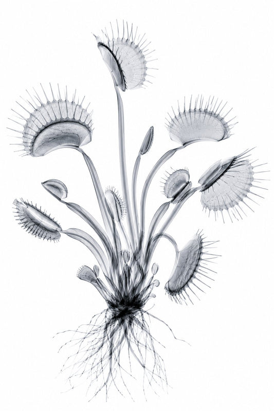 Venus Flytrap X-Ray Botanical Art Print | Dionaea muscipula | Scientific Floral Wall Art