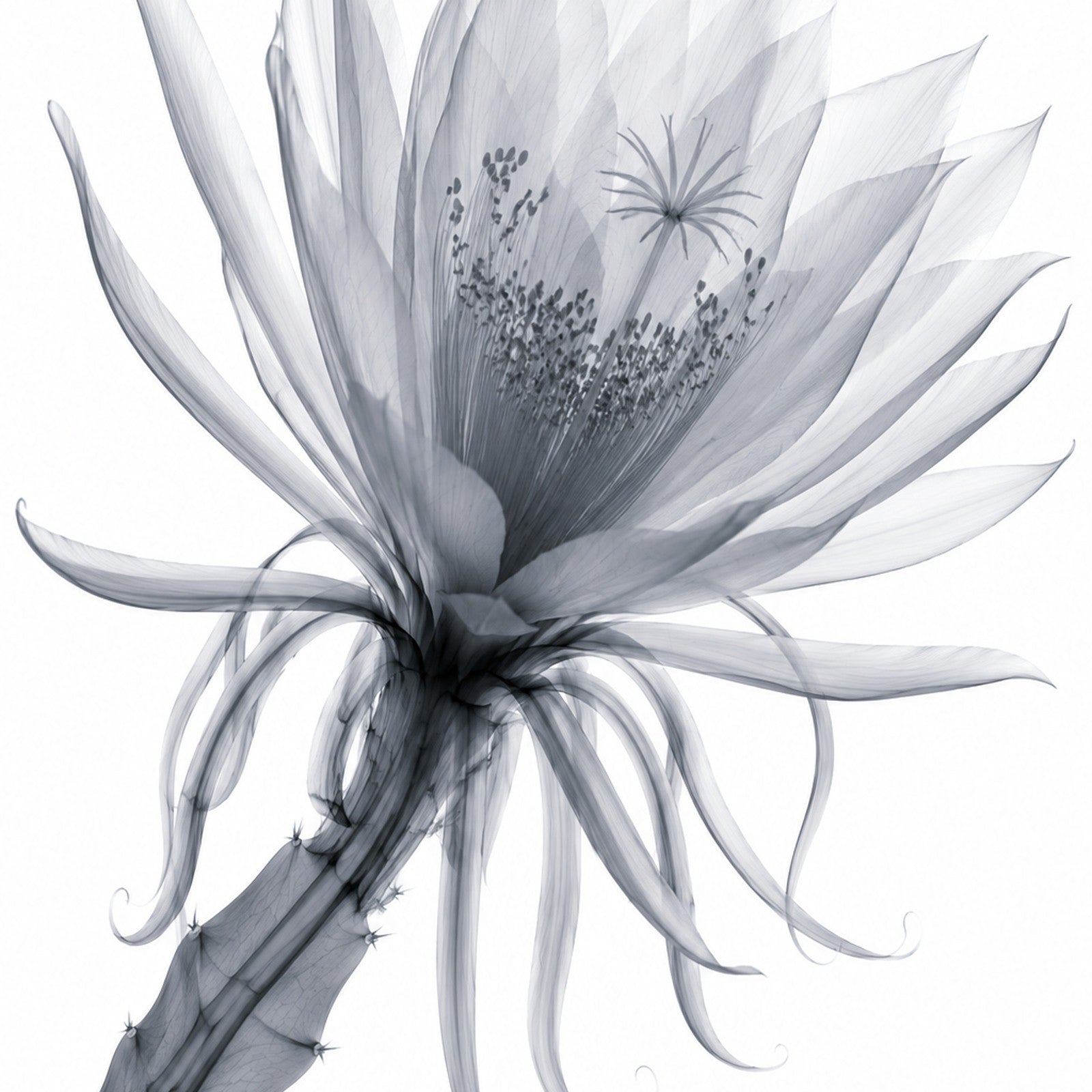 Queen of the Night Close-Up X-Ray Botanical Art Print | Epiphyllum oxypetalum | Scientific Floral Wall Art