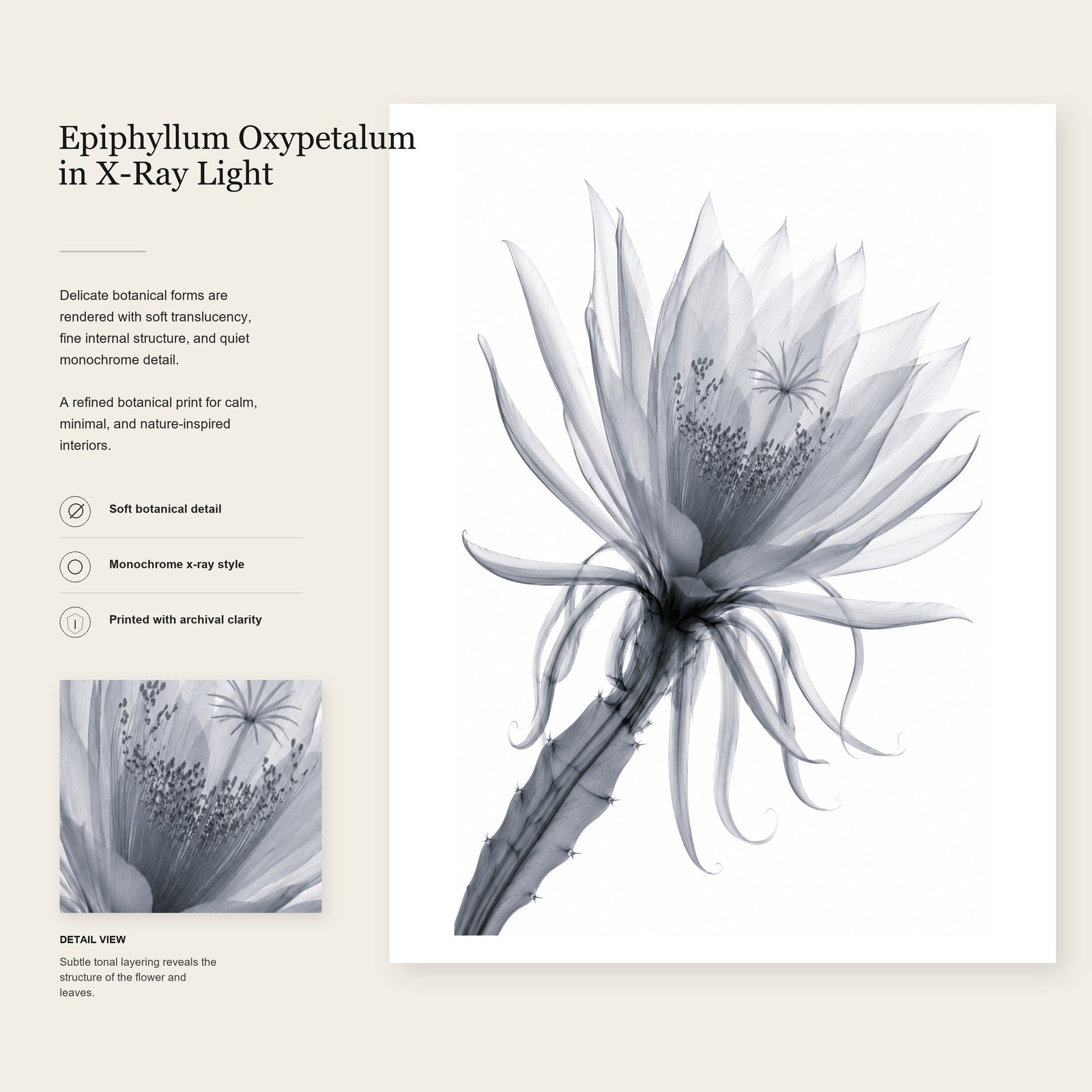 Queen of the Night Close-Up X-Ray Botanical Art Print | Epiphyllum oxypetalum | Scientific Floral Wall Art