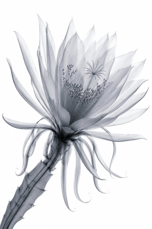 Queen of the Night Close-Up X-Ray Botanical Art Print | Epiphyllum oxypetalum | Scientific Floral Wall Art