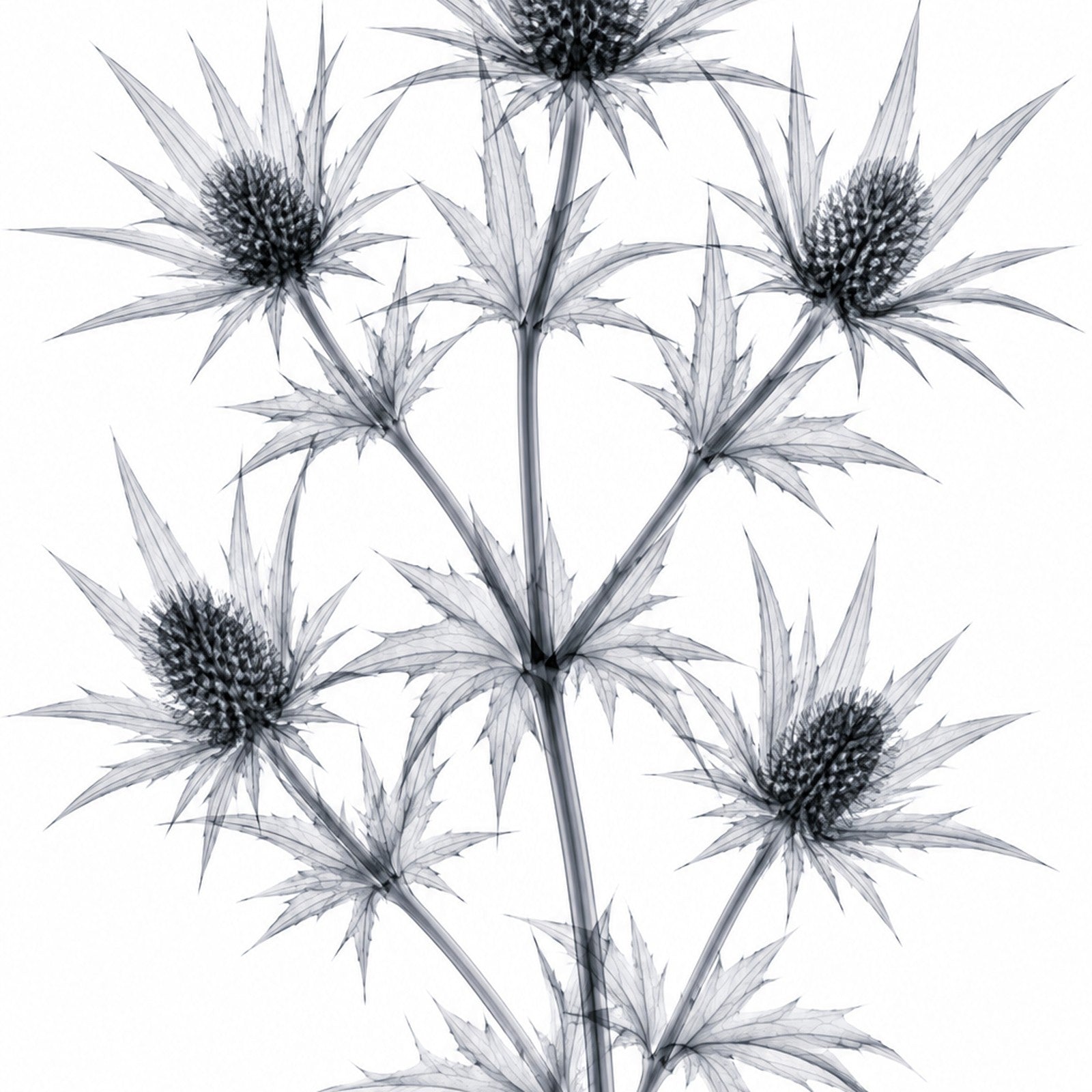 Blue Eryngo X-Ray Botanical Art Print | Eryngium planum | Scientific Floral Wall Art