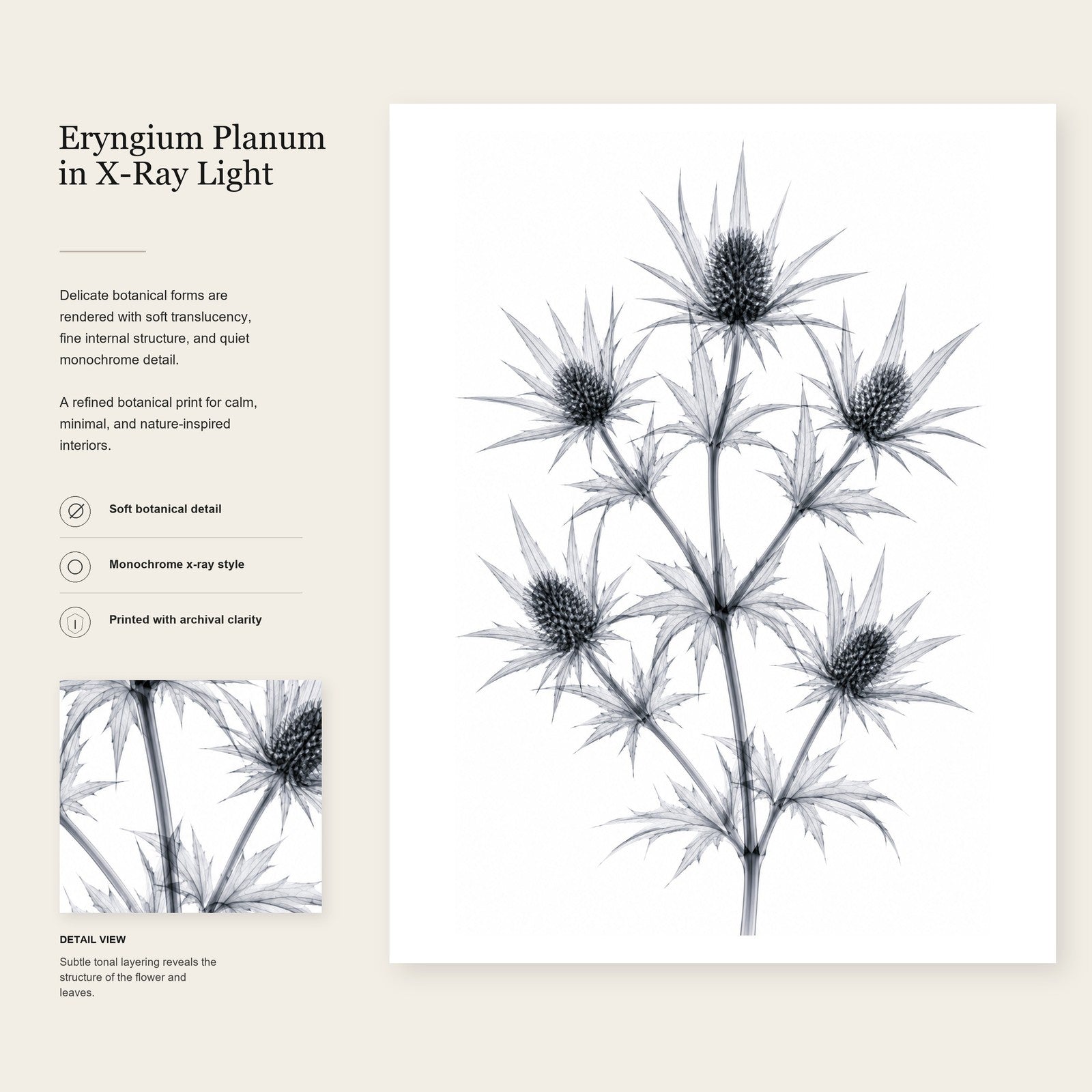 Blue Eryngo X-Ray Botanical Art Print | Eryngium planum | Scientific Floral Wall Art