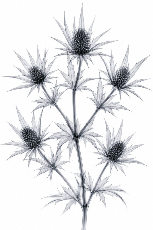 Blue Eryngo X-Ray Botanical Art Print | Eryngium planum | Scientific Floral Wall Art
