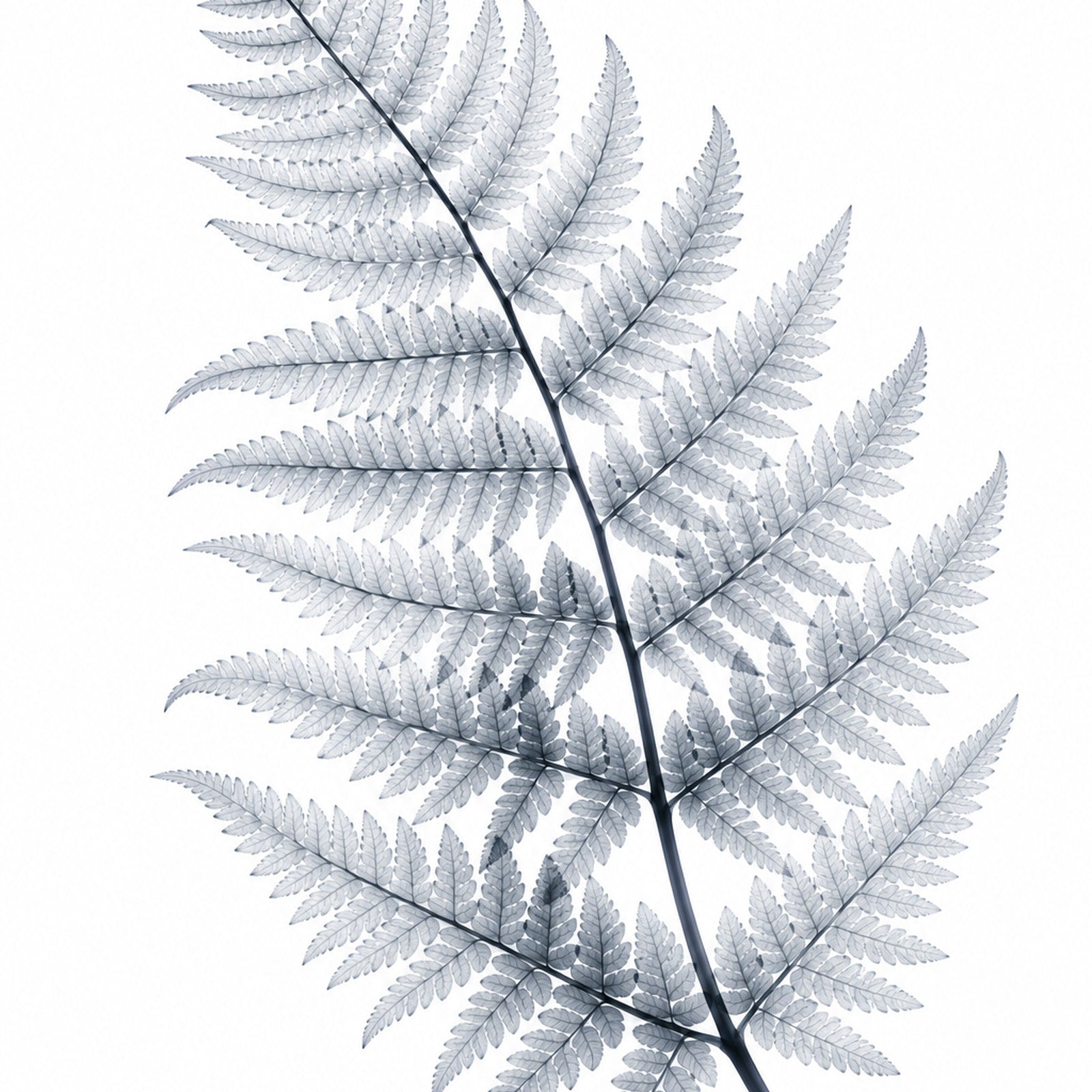 Fern Frond X-Ray Botanical Art Print | Polypodiophyta | Scientific Floral Wall Art