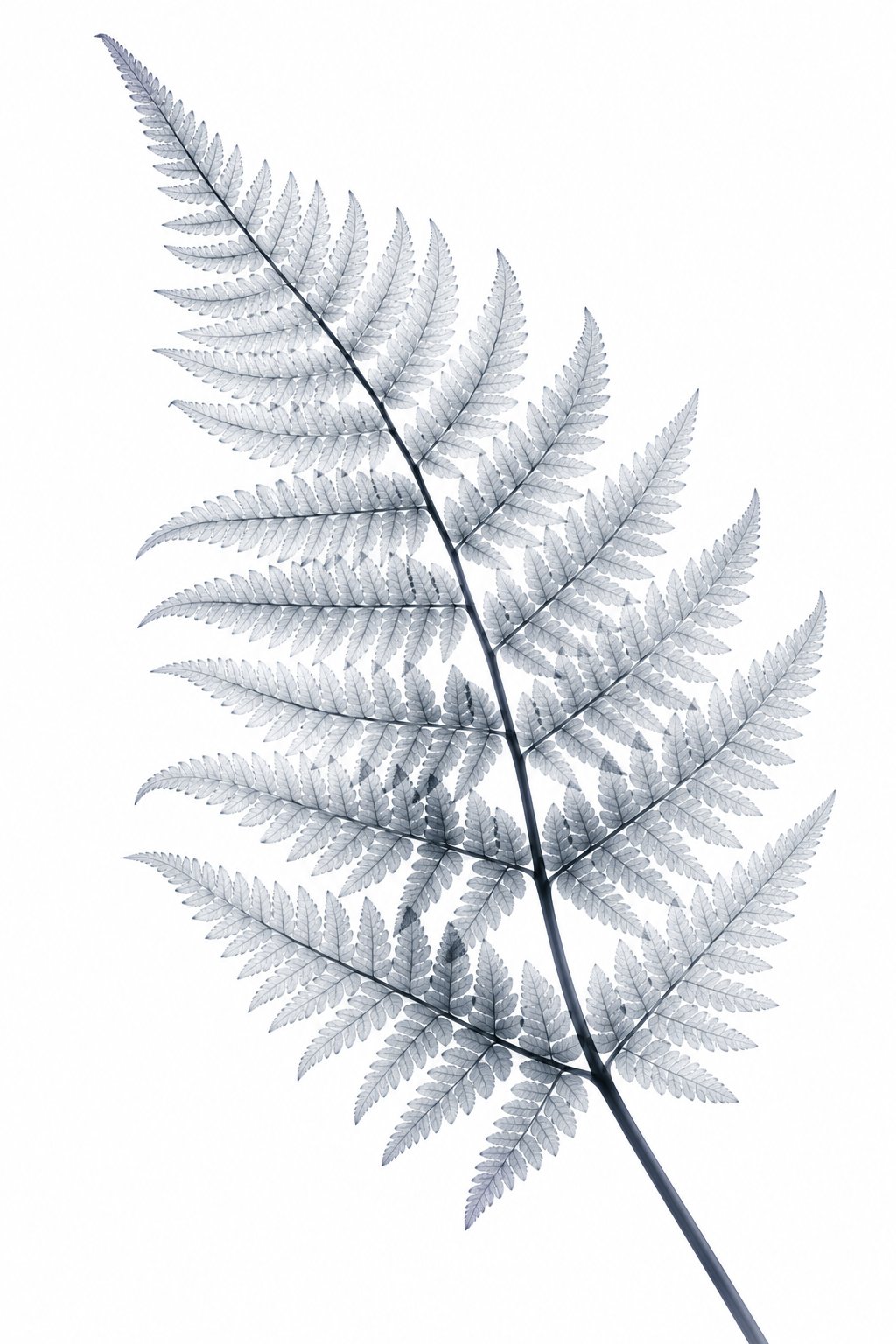 Fern Frond X-Ray Botanical Art Print | Polypodiophyta | Scientific Floral Wall Art