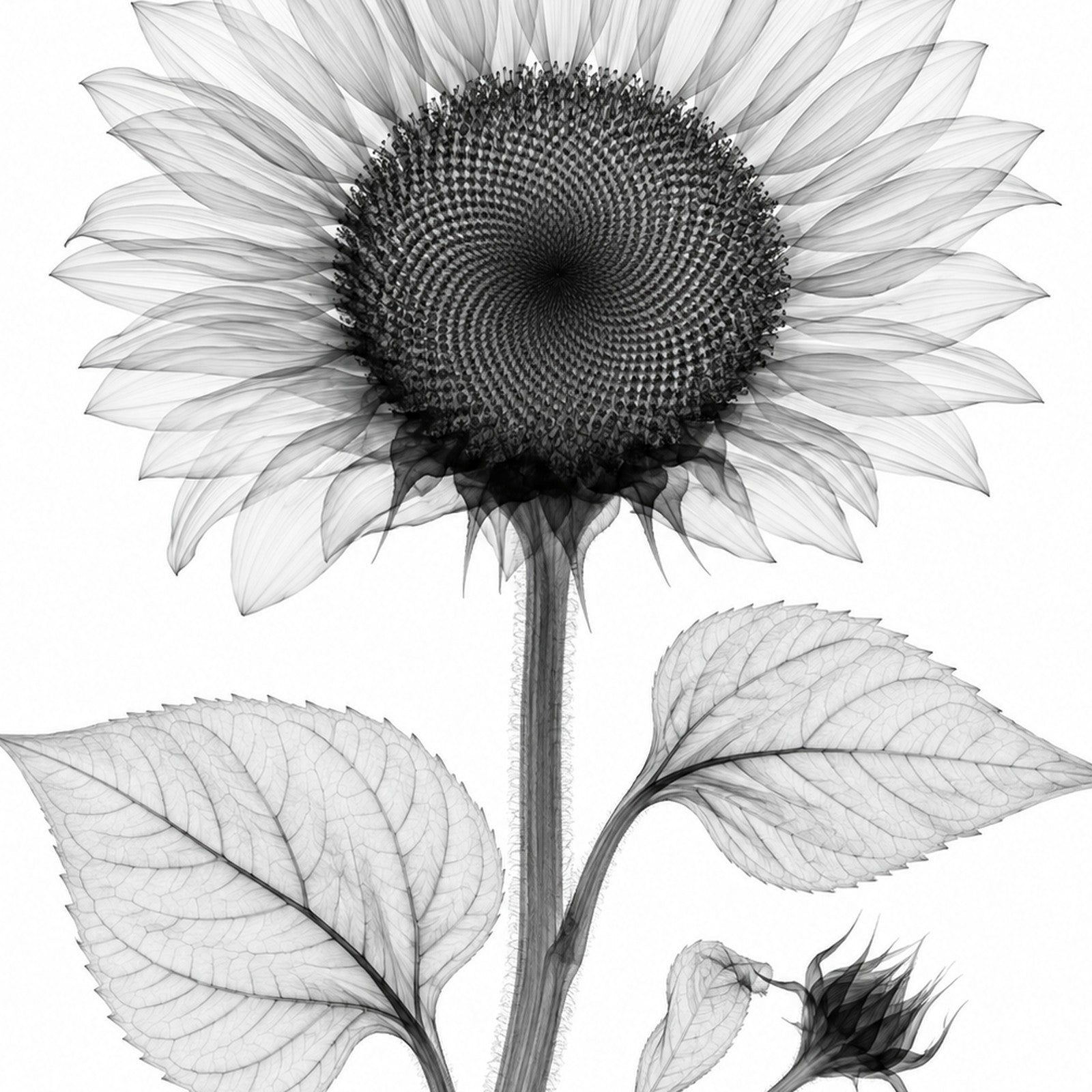 Sunflower X-Ray Botanical Art Print | Helianthus annuus | Scientific Floral Wall Art
