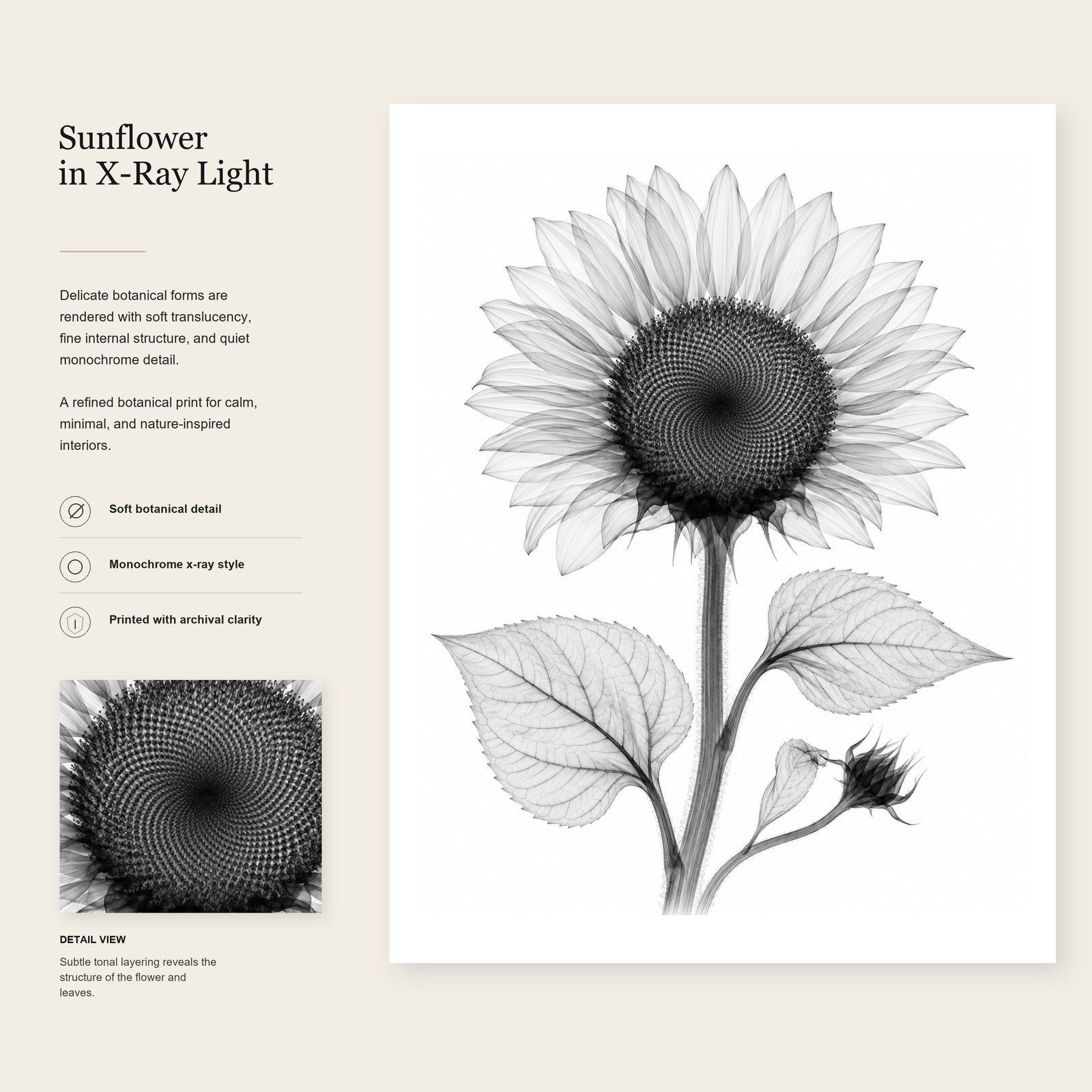 Sunflower X-Ray Botanical Art Print | Helianthus annuus | Scientific Floral Wall Art