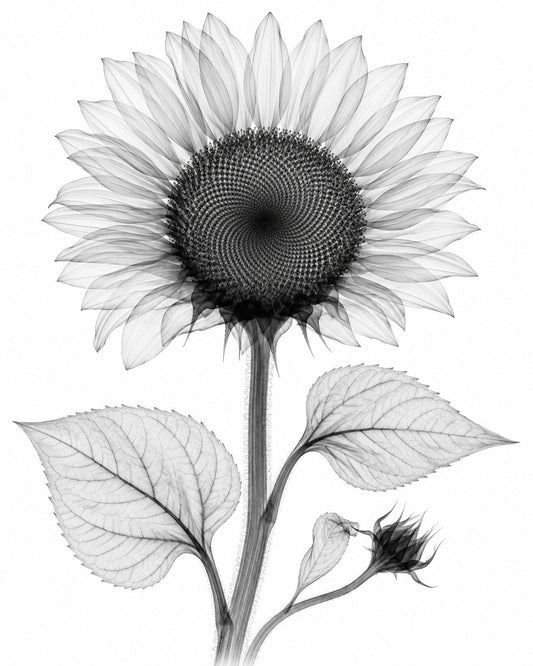 Sunflower X-Ray Botanical Art Print | Helianthus annuus | Scientific Floral Wall Art
