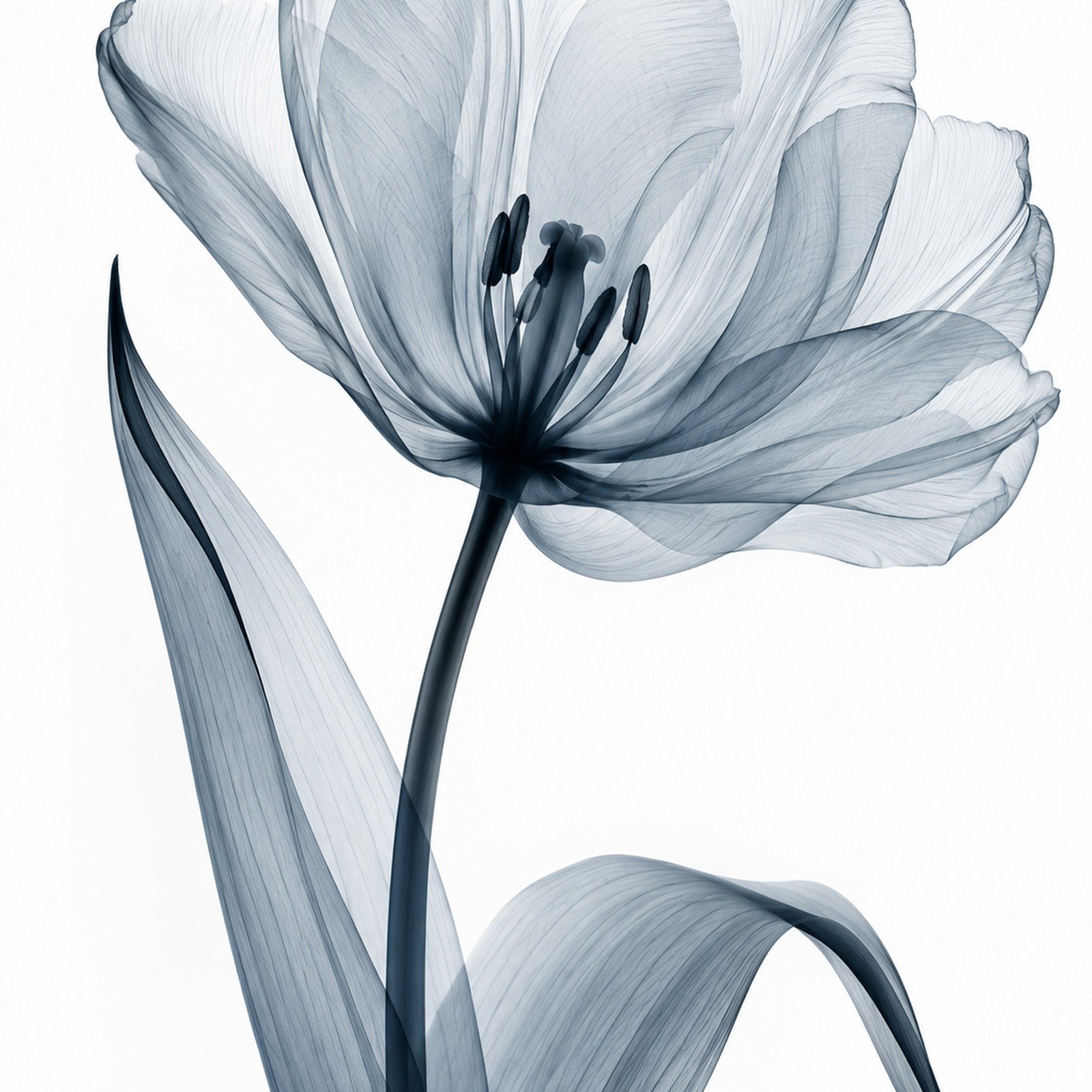Garden Tulip X-Ray Botanical Art Print | Tulipa gesneriana | Scientific Floral Wall Art
