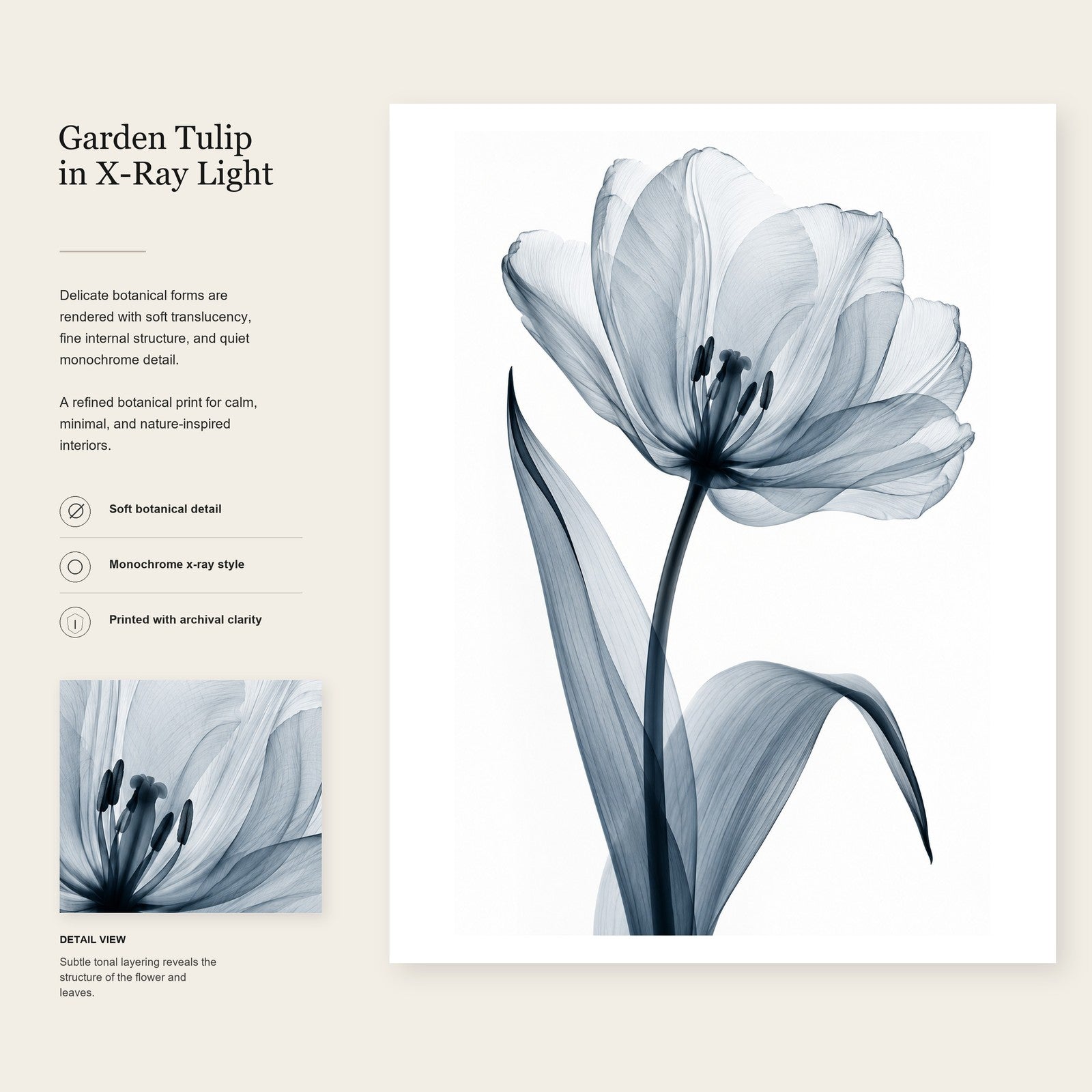 Garden Tulip X-Ray Botanical Art Print | Tulipa gesneriana | Scientific Floral Wall Art
