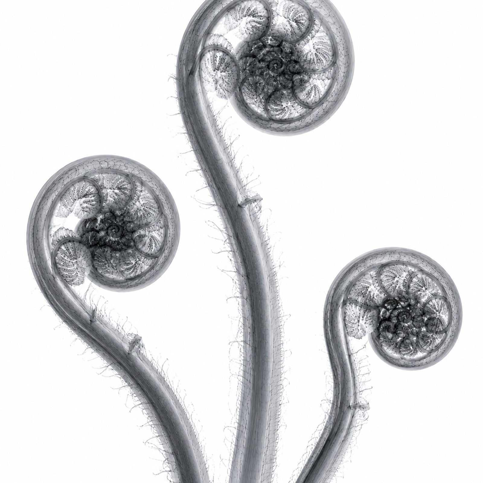 Fiddleheads Trio (Left Curl) X-Ray Botanical Art Print | Matteuccia struthiopteris | Scientific Floral Wall Art