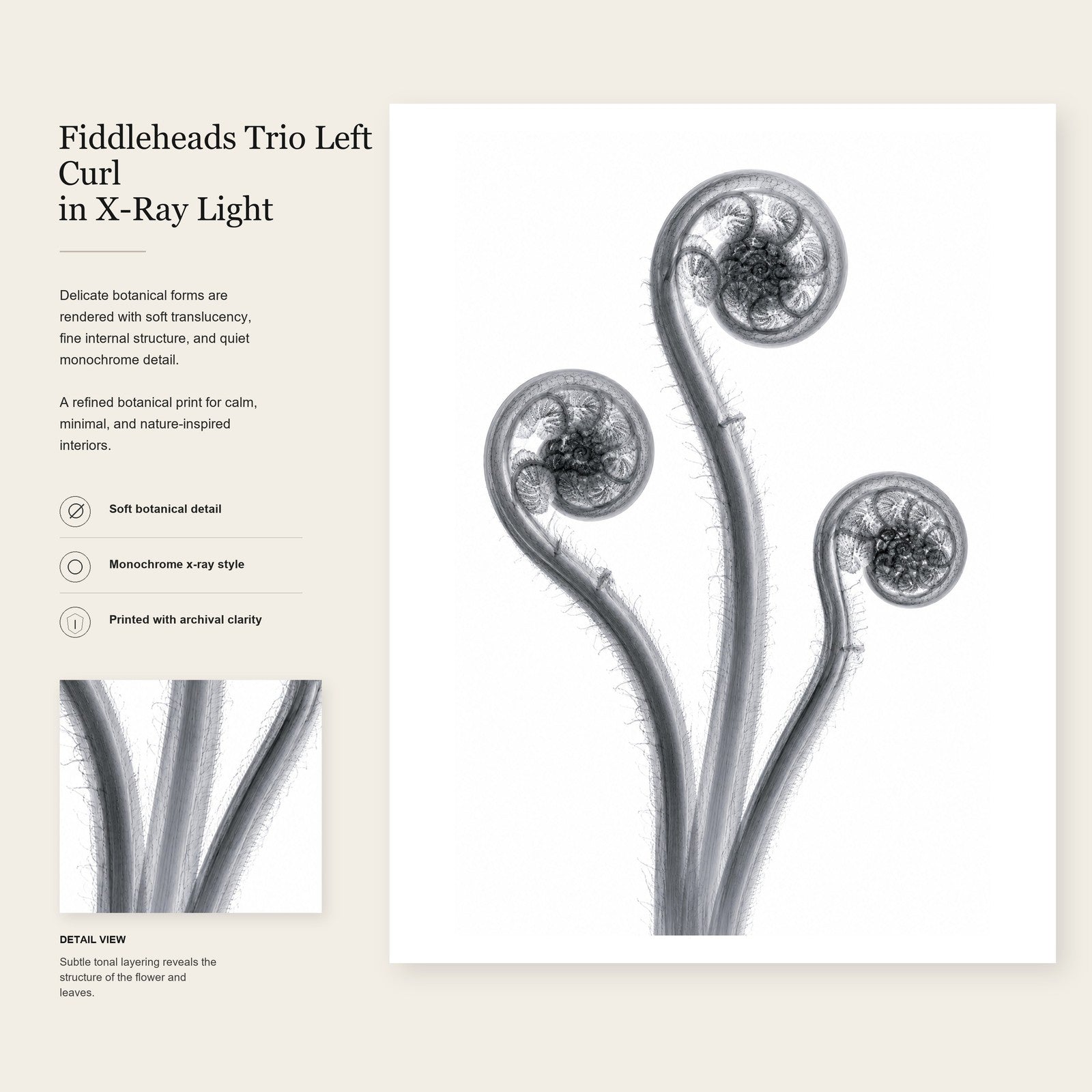 Fiddleheads Trio (Left Curl) X-Ray Botanical Art Print | Matteuccia struthiopteris | Scientific Floral Wall Art