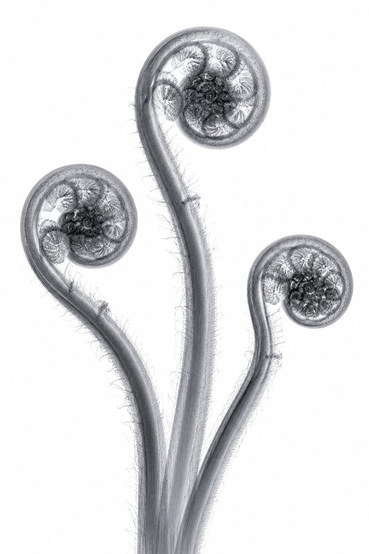 Fiddleheads Trio (Left Curl) X-Ray Botanical Art Print | Matteuccia struthiopteris | Scientific Floral Wall Art