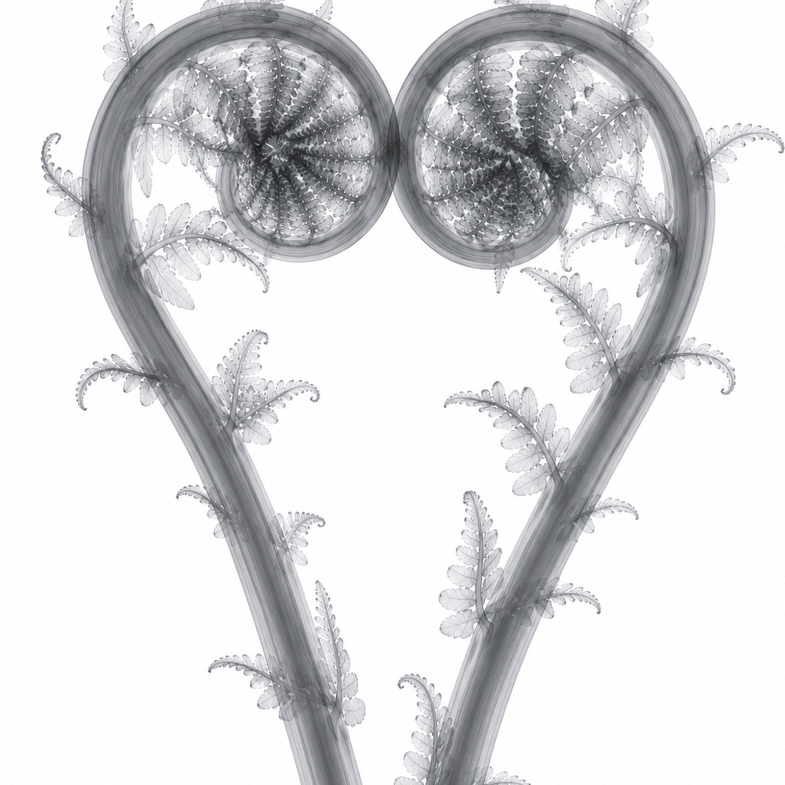 Eternal Embrace Fiddlehead X-Ray Style Art Print | Polystichum munitum Botanical Wall Decor | Portrait Black & White Fine Art | Museum Style Fine Art