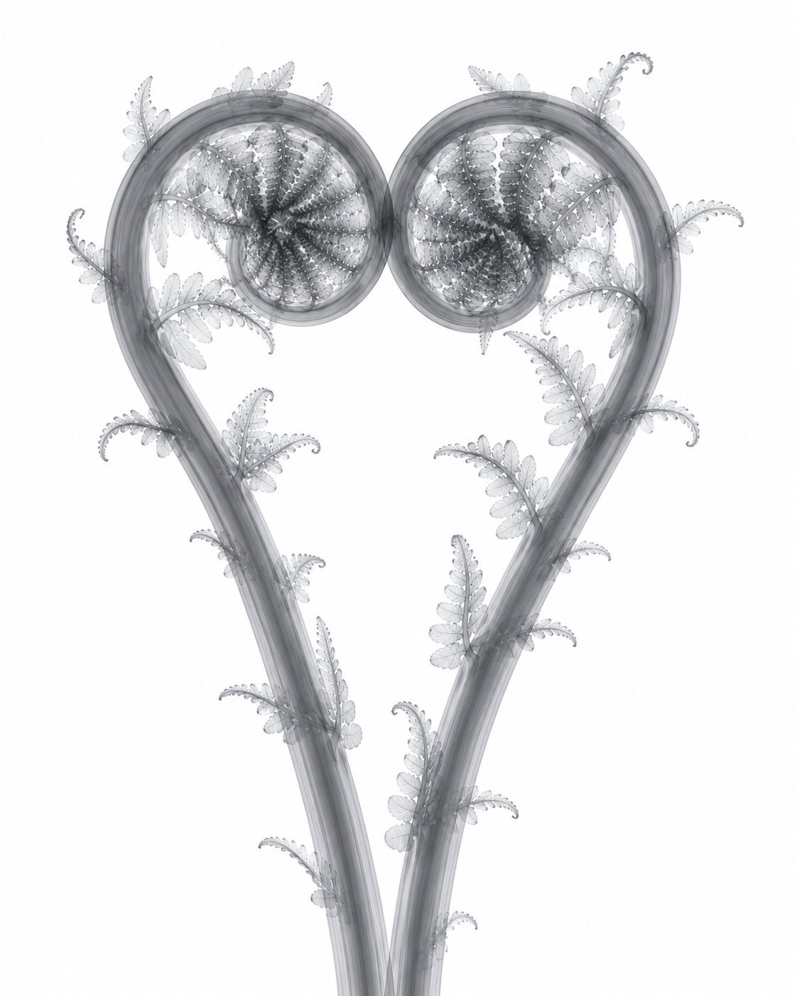 Eternal Embrace Fiddlehead X-Ray Style Art Print | Polystichum munitum Botanical Wall Decor | Portrait Black & White Fine Art | Museum Style Fine Art
