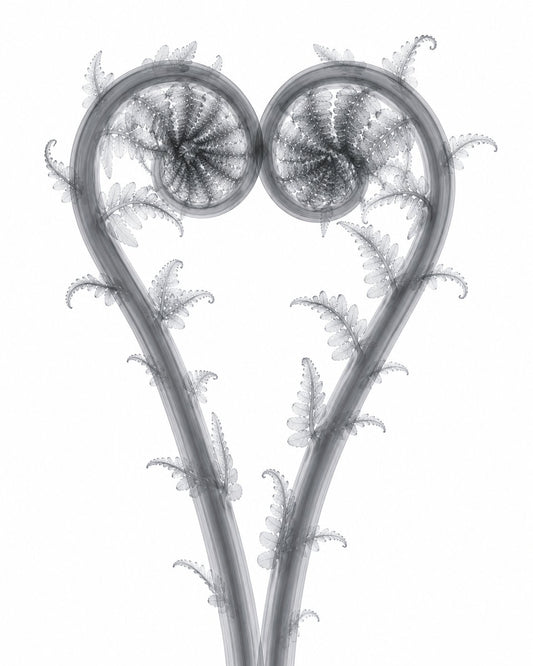 Eternal Embrace Fiddlehead X-Ray Style Art Print | Polystichum munitum Botanical Wall Decor | Portrait Black & White Fine Art | Museum Style Fine Art