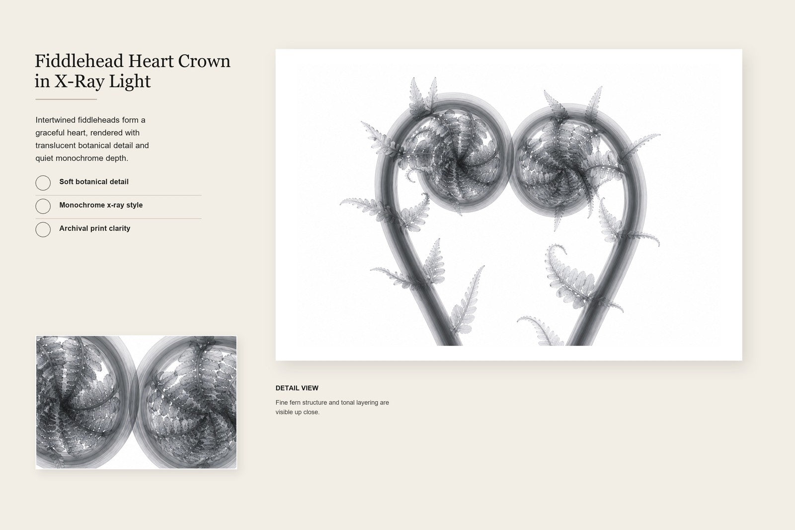 Fiddlehead Heart Crown X-Ray Style Art Print | Polystichum munitum Botanical Wall Decor | Landscape Black & White Fine Art | Museum Style Fine Art