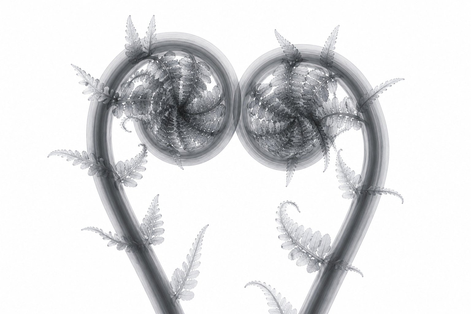Fiddlehead Heart Crown X-Ray Style Art Print | Polystichum munitum Botanical Wall Decor | Landscape Black & White Fine Art | Museum Style Fine Art