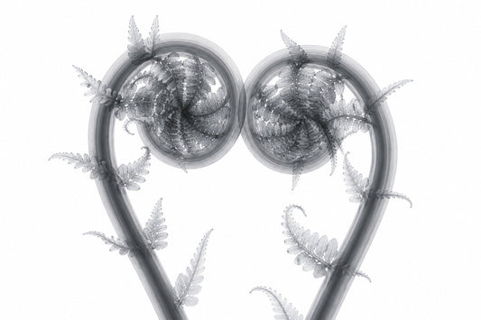 Fiddlehead Heart Crown X-Ray Style Art Print | Polystichum munitum Botanical Wall Decor | Landscape Black & White Fine Art | Museum Style Fine Art
