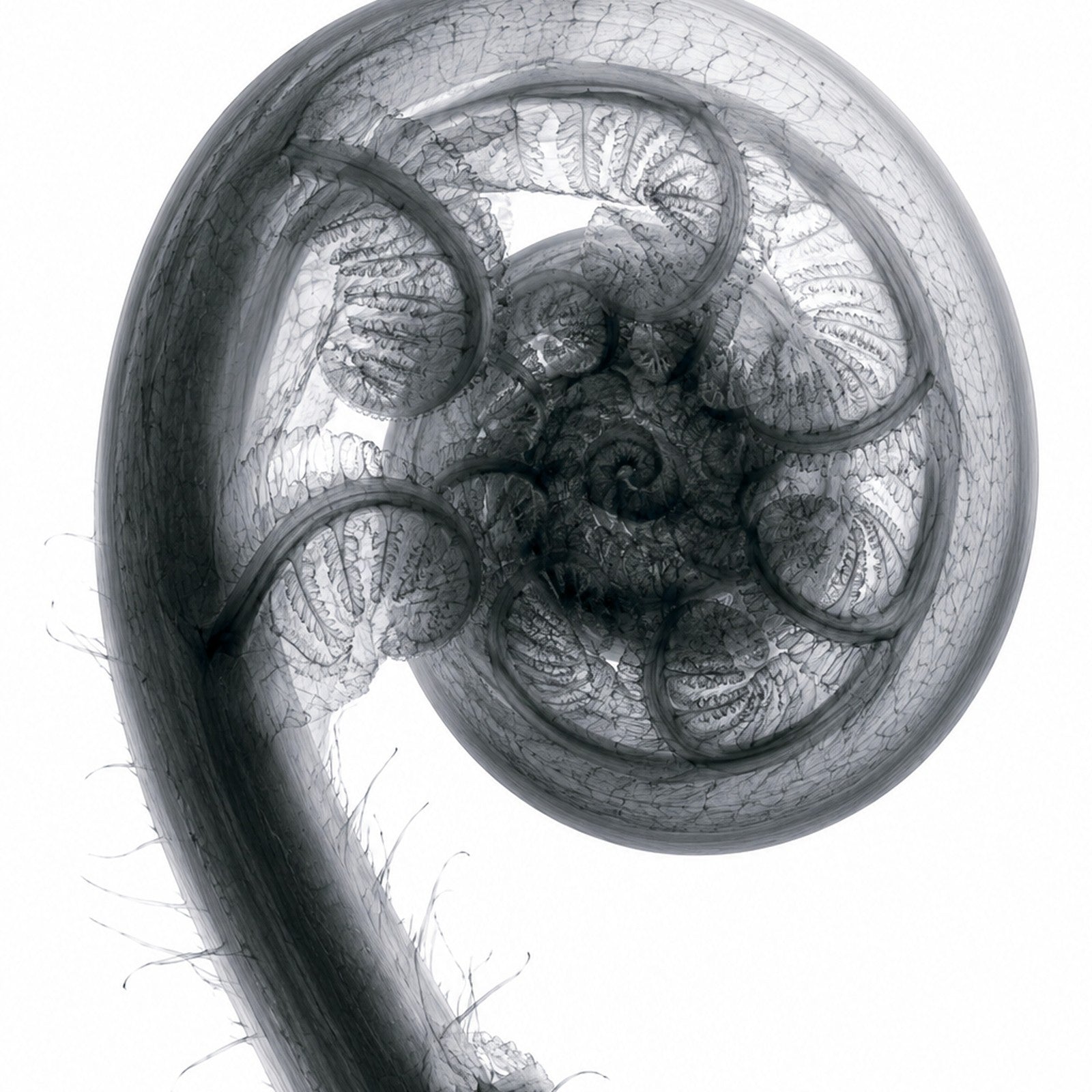 Fiddlehead Fern X-Ray Botanical Art Print | Matteuccia struthiopteris | Scientific Floral Wall Art
