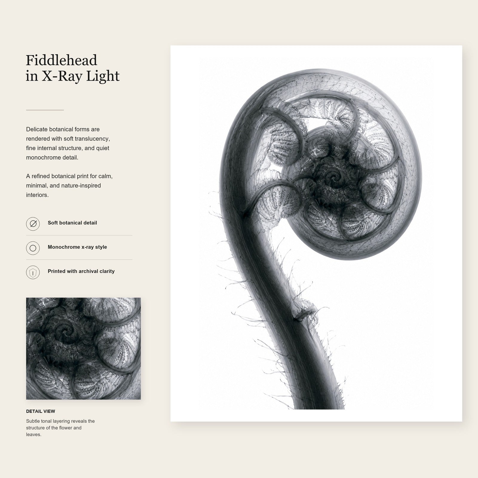 Fiddlehead Fern X-Ray Botanical Art Print | Matteuccia struthiopteris | Scientific Floral Wall Art