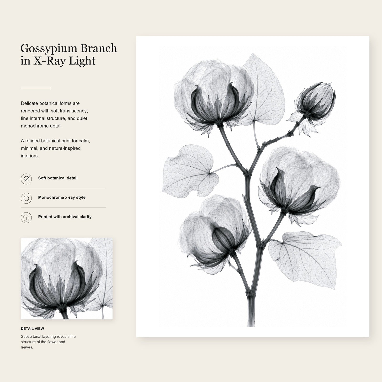 Cotton Branch X-Ray Botanical Art Print | Gossypium hirsutum | Scientific Floral Wall Art