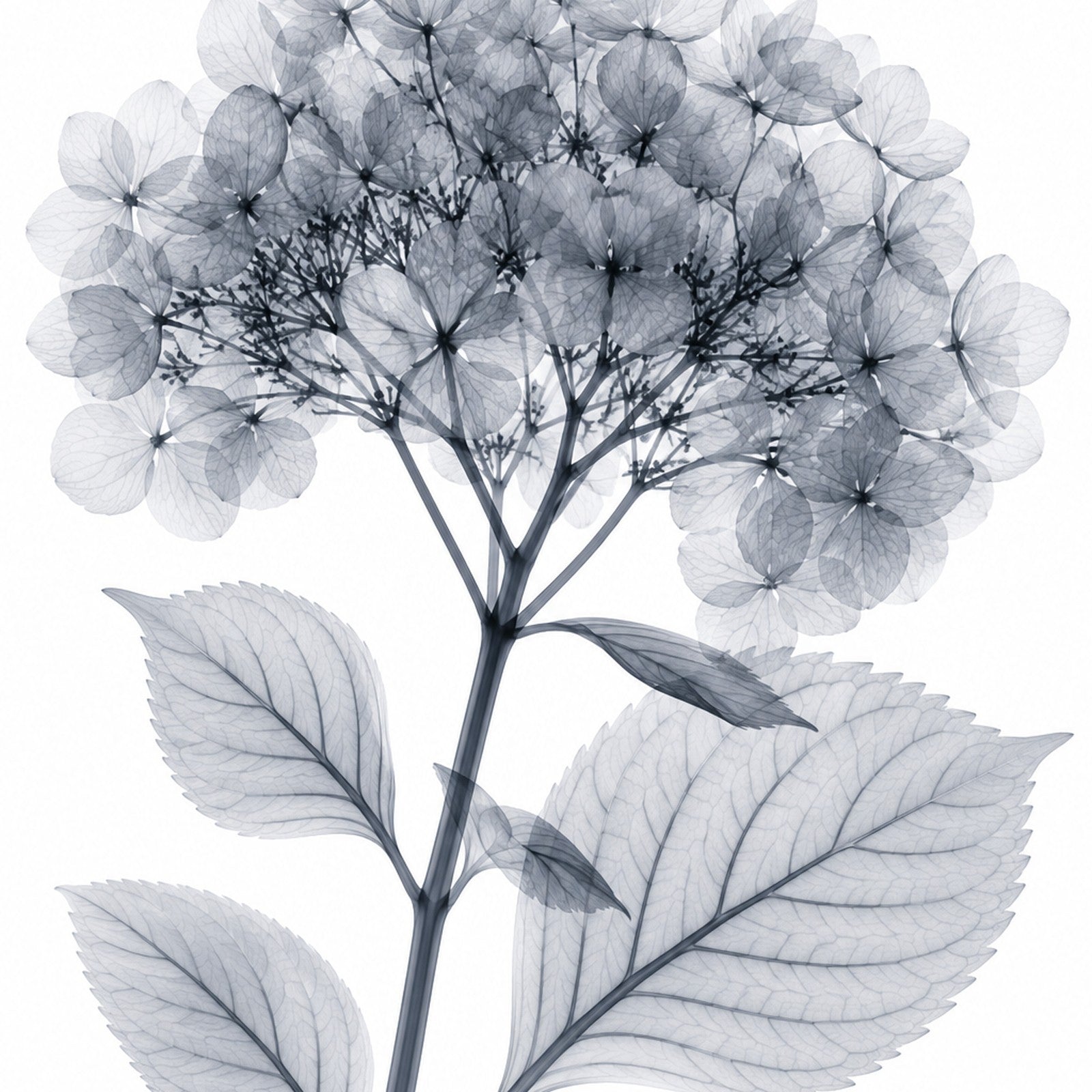 Bigleaf Hydrangea X-Ray Botanical Art Print | Hydrangea macrophylla | Scientific Floral Wall Art