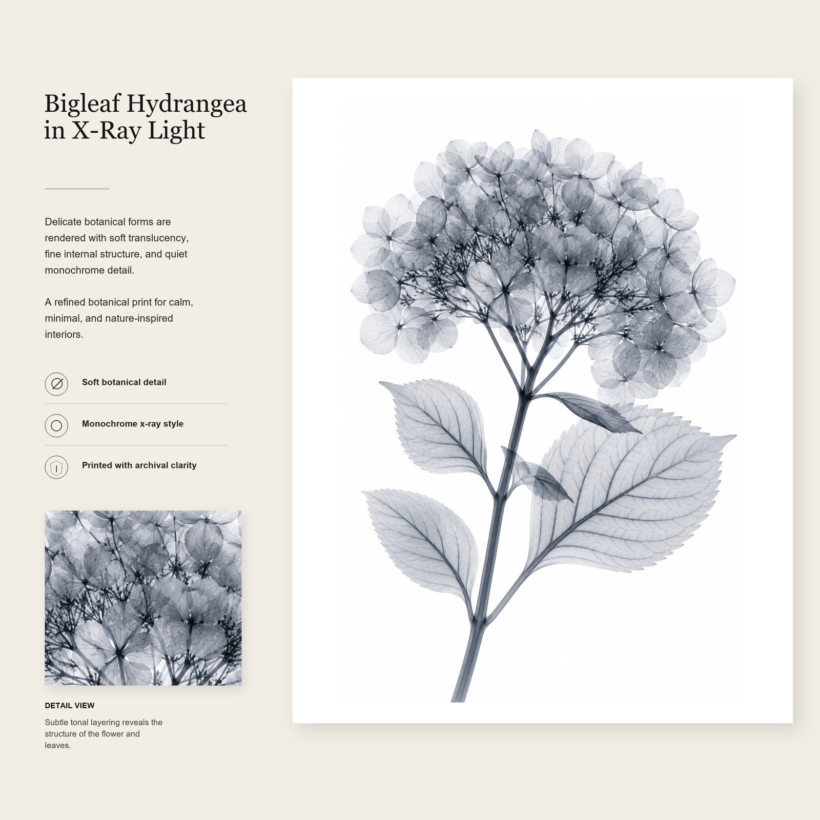 Bigleaf Hydrangea X-Ray Botanical Art Print | Hydrangea macrophylla | Scientific Floral Wall Art