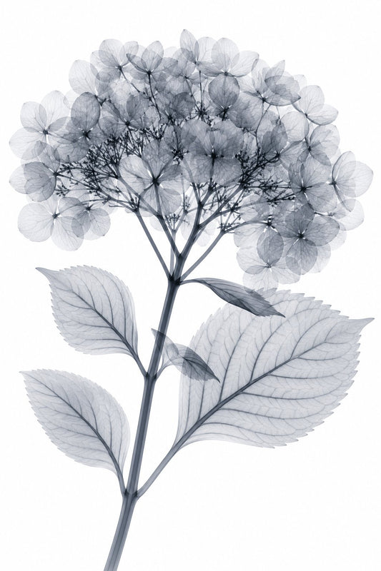Bigleaf Hydrangea X-Ray Botanical Art Print | Hydrangea macrophylla | Scientific Floral Wall Art