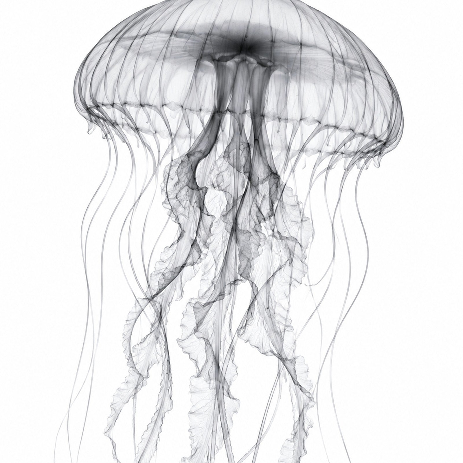 Jellyfish X-Ray Botanical Art Print | Medusozoa | Scientific Floral Wall Art