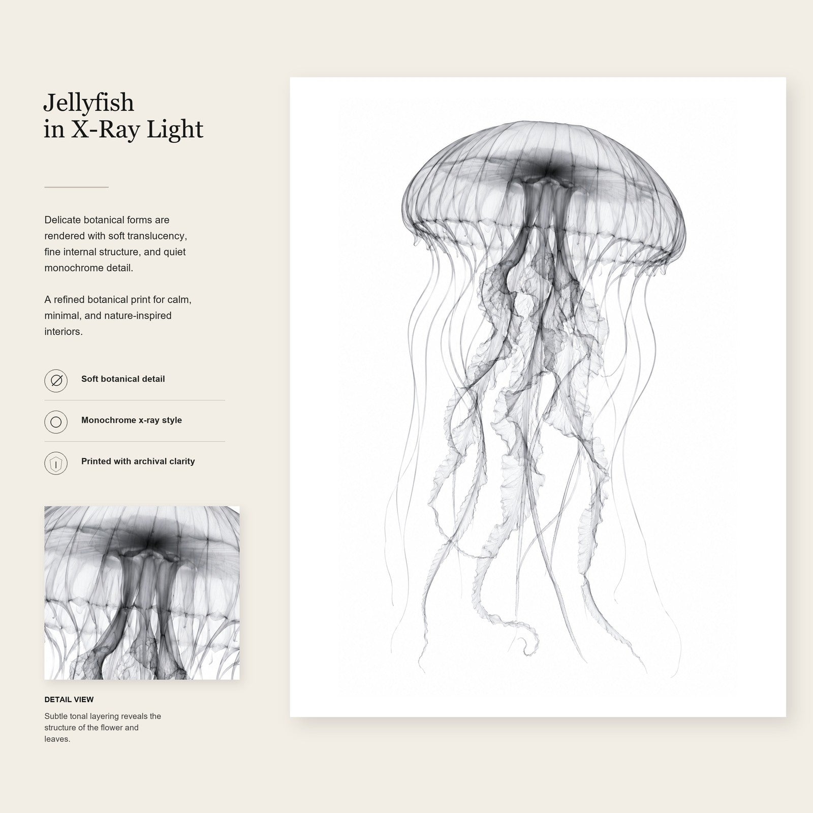 Jellyfish X-Ray Botanical Art Print | Medusozoa | Scientific Floral Wall Art