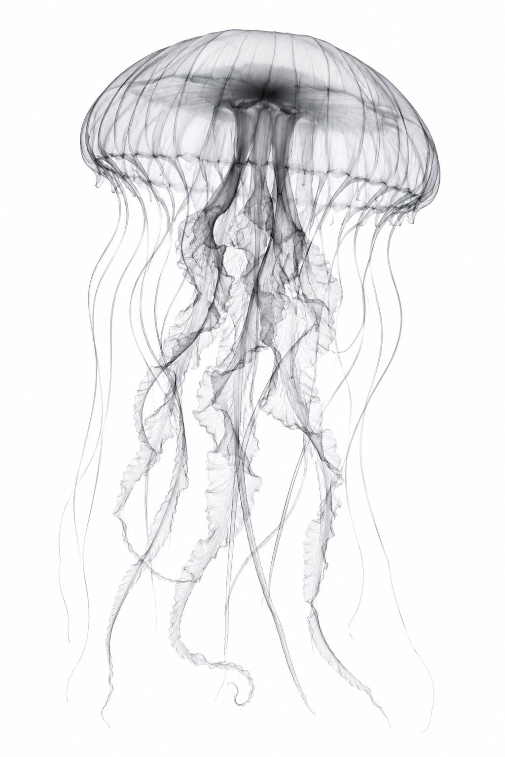 Jellyfish X-Ray Botanical Art Print | Medusozoa | Scientific Floral Wall Art