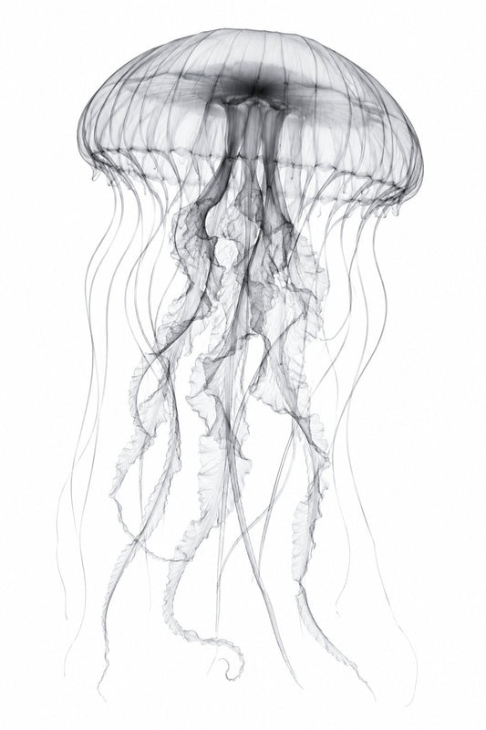 Jellyfish X-Ray Botanical Art Print | Medusozoa | Scientific Floral Wall Art