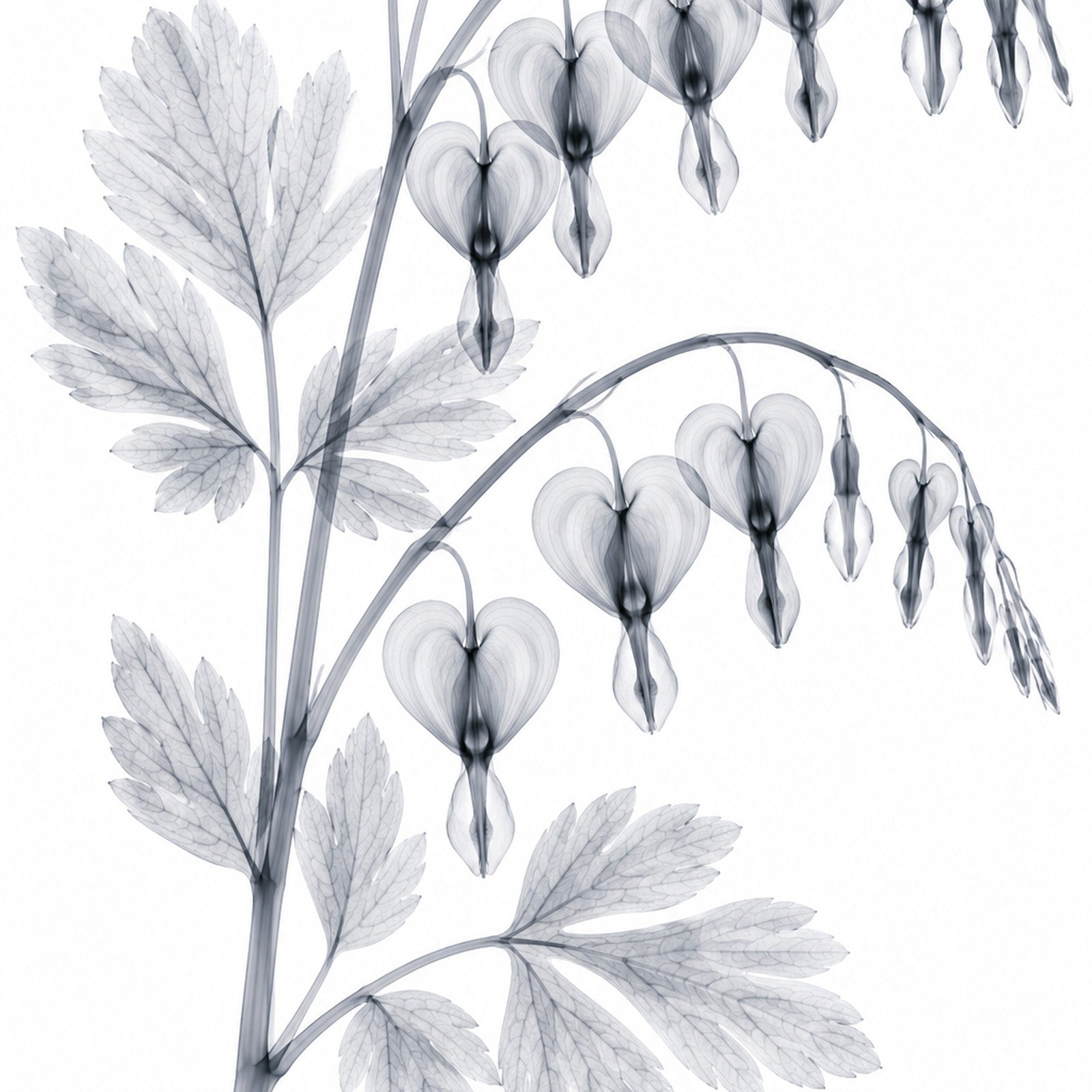 Bleeding Heart X-Ray Botanical Art Print | Lamprocapnos spectabilis | Scientific Floral Wall Art
