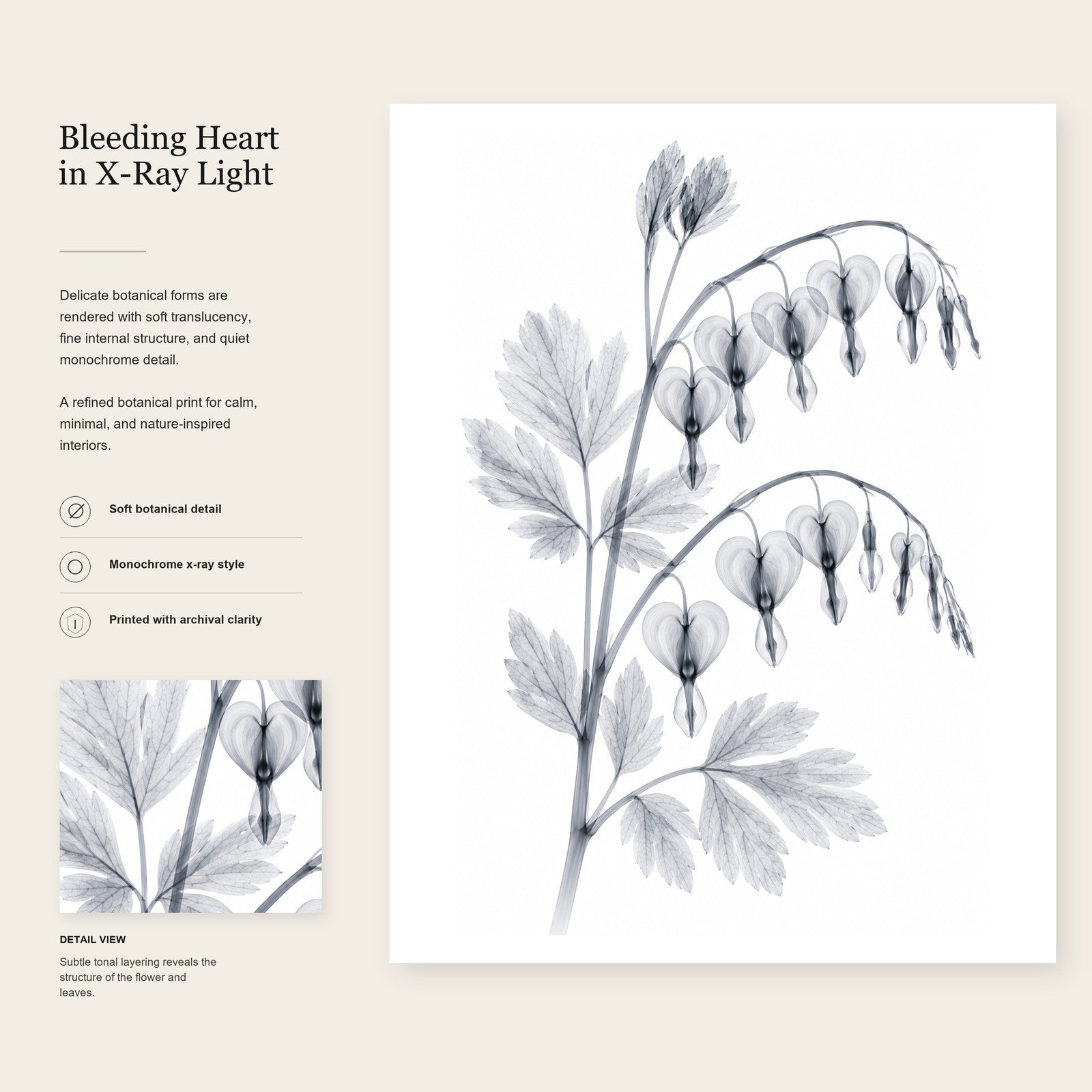 Bleeding Heart X-Ray Botanical Art Print | Lamprocapnos spectabilis | Scientific Floral Wall Art
