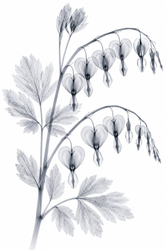 Bleeding Heart X-Ray Botanical Art Print | Lamprocapnos spectabilis | Scientific Floral Wall Art
