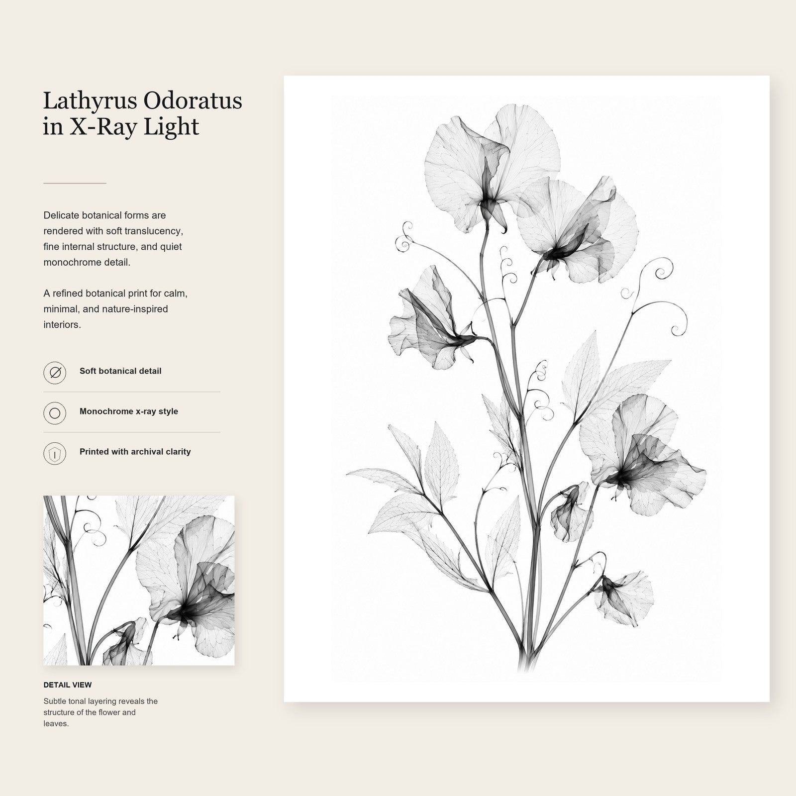 Sweet Pea X-Ray Botanical Art Print | Lathyrus odoratus | Scientific Floral Wall Art