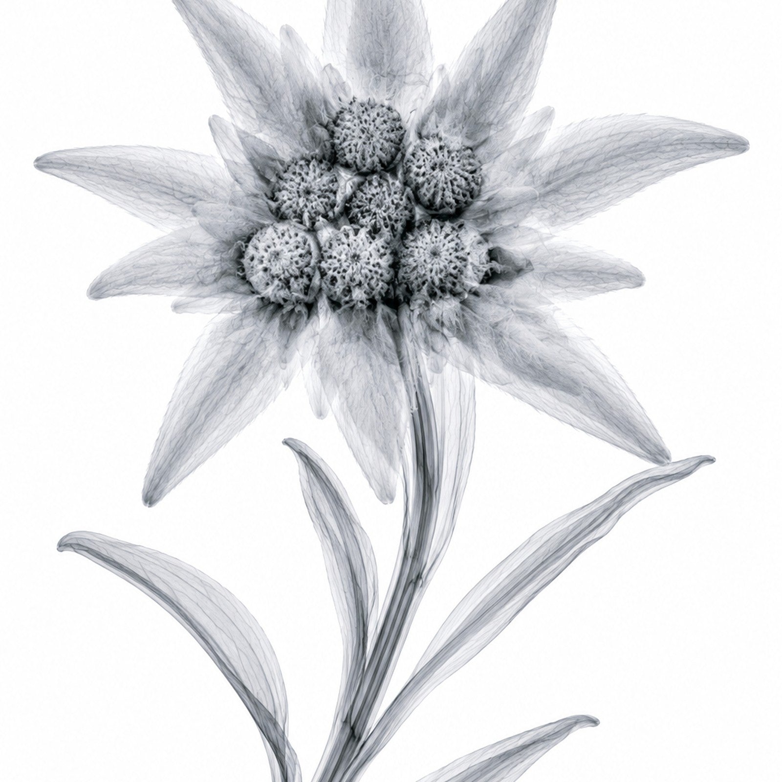 Edelweiss X-Ray Style Art Print | Leontopodium alpinum Botanical Wall Decor | Black & White Fine Art | Museum Style Fine Art