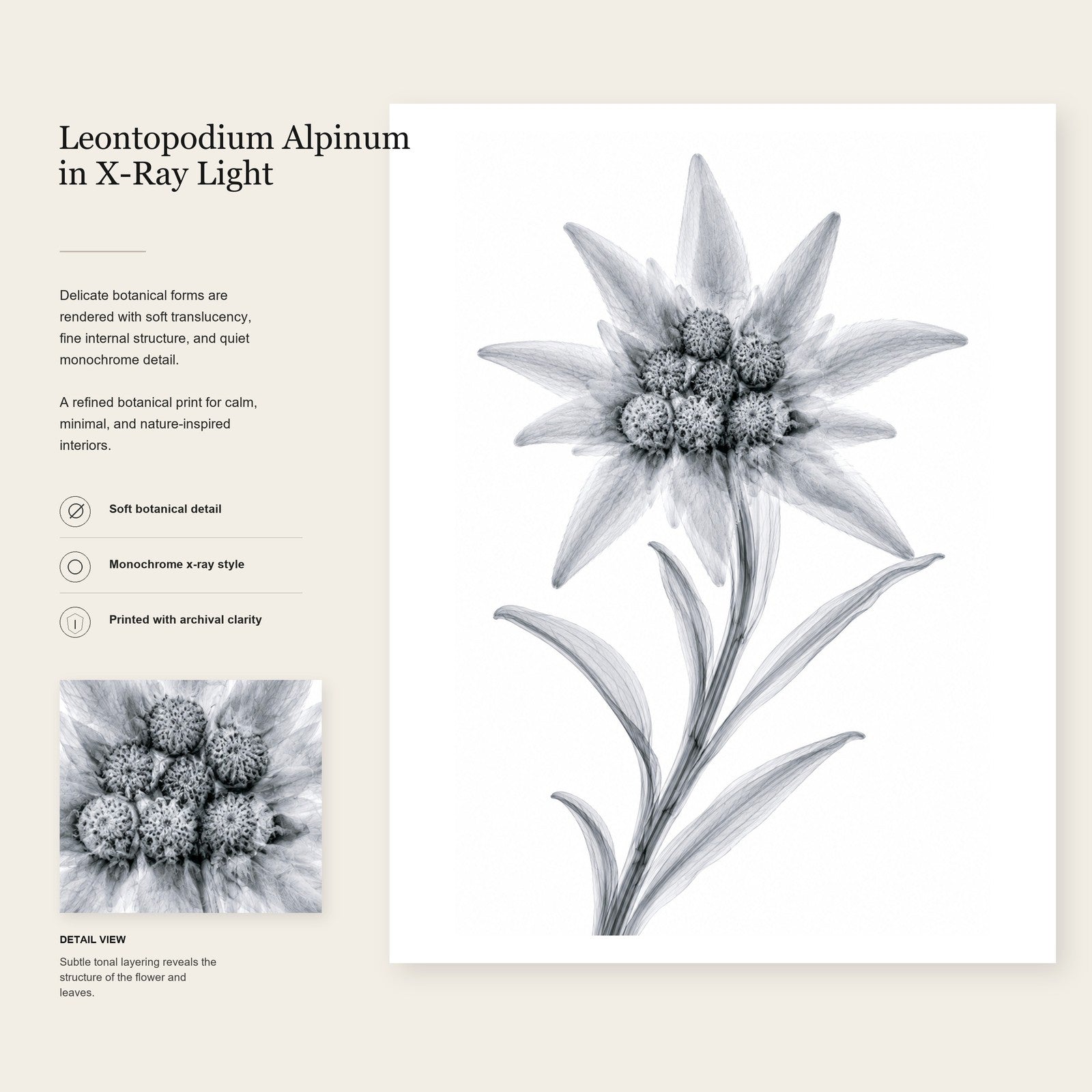 Edelweiss X-Ray Style Art Print | Leontopodium alpinum Botanical Wall Decor | Black & White Fine Art | Museum Style Fine Art