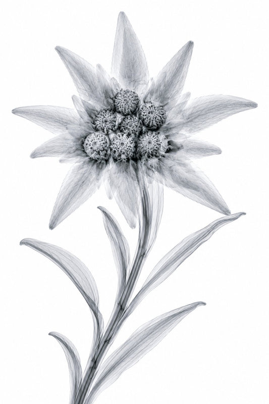 Edelweiss X-Ray Style Art Print | Leontopodium alpinum Botanical Wall Decor | Black & White Fine Art | Museum Style Fine Art