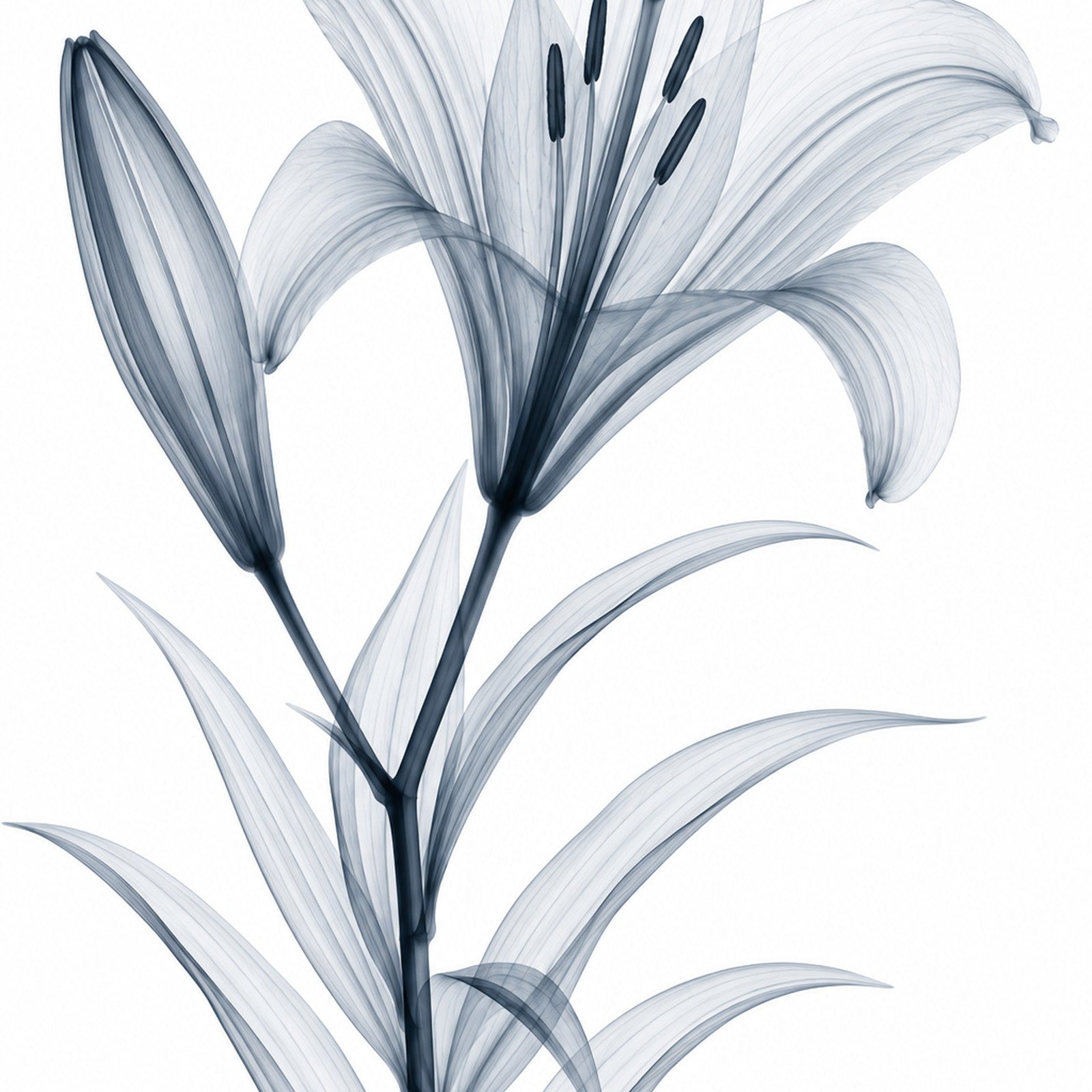 Madonna Lily X-Ray Botanical Art Print | Lilium candidum | Scientific Floral Wall Art