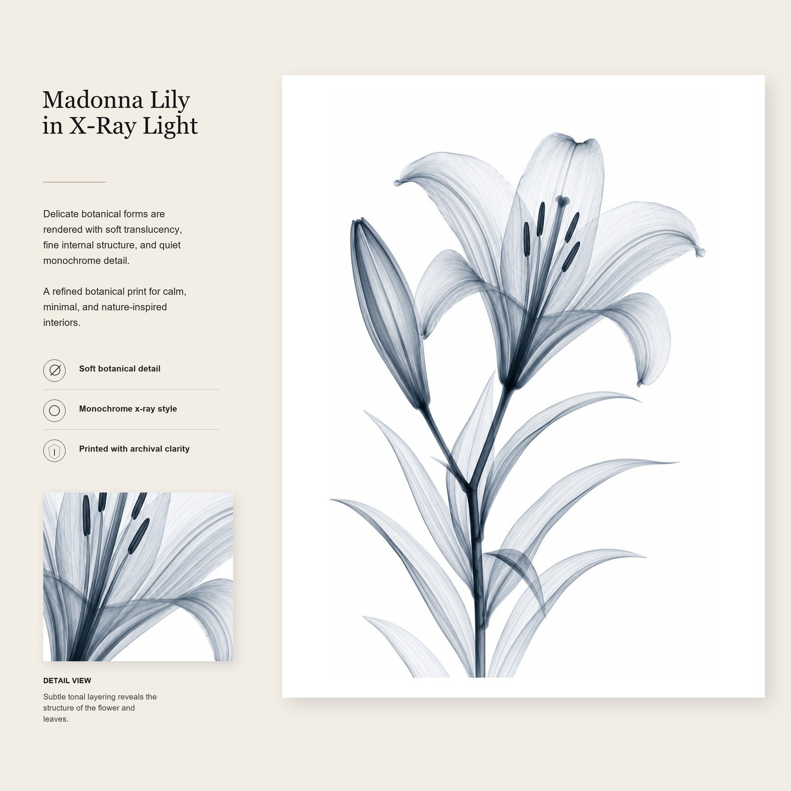 Madonna Lily X-Ray Botanical Art Print | Lilium candidum | Scientific Floral Wall Art