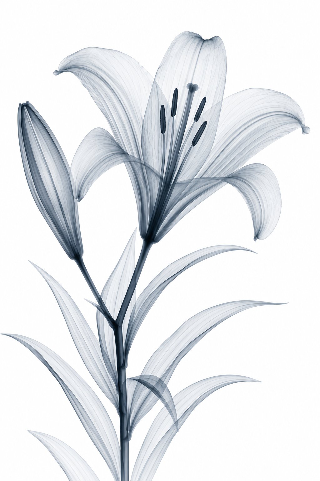 Madonna Lily X-Ray Botanical Art Print | Lilium candidum | Scientific Floral Wall Art