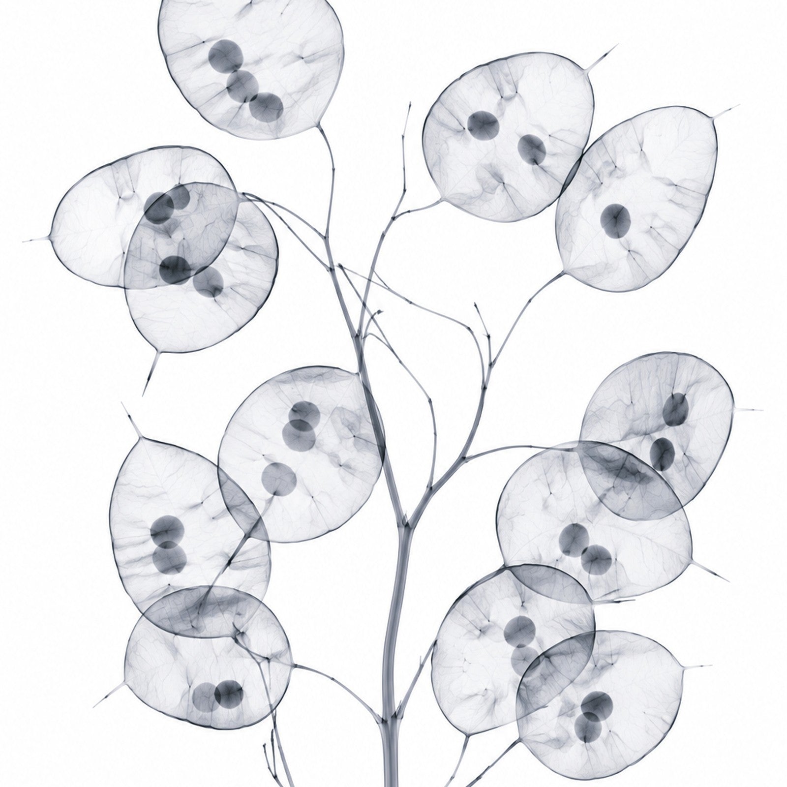 Honesty (Silver Dollar Plant) X-Ray Botanical Art Print | Lunaria annua | Scientific Floral Wall Art