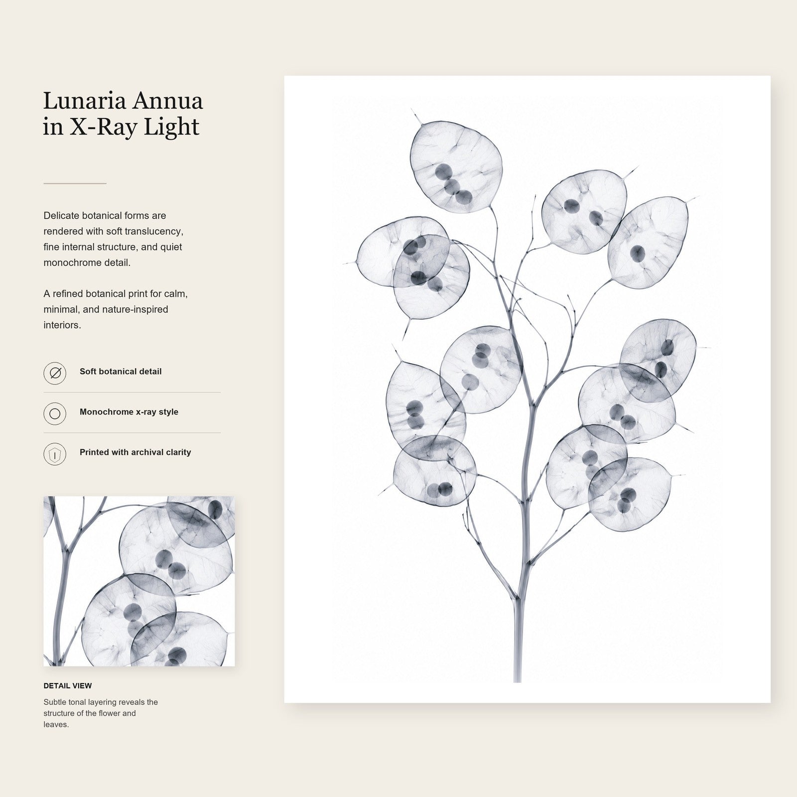 Honesty (Silver Dollar Plant) X-Ray Botanical Art Print | Lunaria annua | Scientific Floral Wall Art