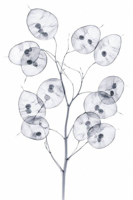Honesty (Silver Dollar Plant) X-Ray Botanical Art Print | Lunaria annua | Scientific Floral Wall Art